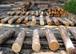Hard Maple Saw Log 4