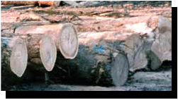 Red Elm Saw Logs