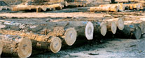 Red Elm Saw Log 1