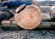 Red Elm Saw Log 3