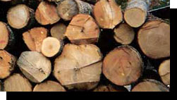 Red Oak Saw Logs