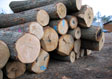 Red Oak Saw Log 3