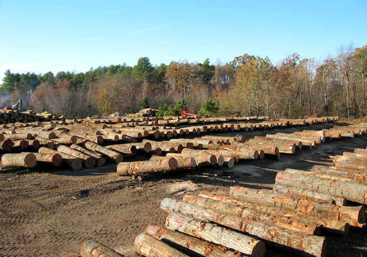 Red Oak Saw Log 4