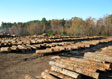 Red Oak Saw Log4