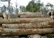 Red Oak Saw Log 5