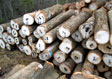 Red Oak Saw Log 6