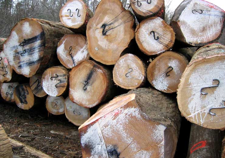 Red Oak Saw Log 7