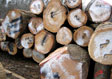 Red Oak Saw Log 7