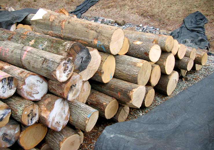 Red Oak Saw Log 8