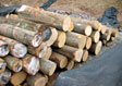 Red Oak Saw Log 8