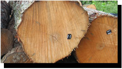 Soft Maple Saw Logs