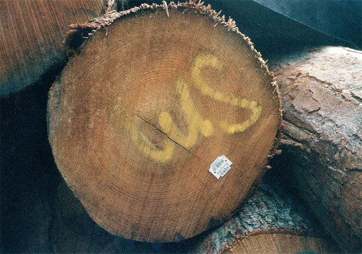 Soft Maple Saw Log 2