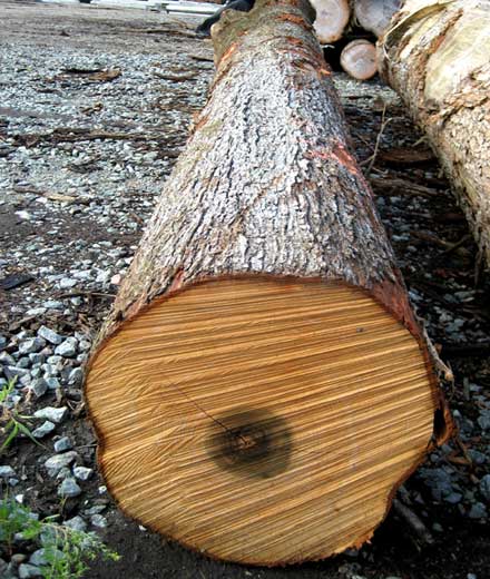 Soft Maple Saw Log 3