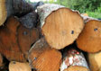 Soft Maple Saw Log 5