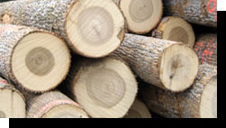 Tulip Poplar Saw Logs