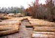 Tulip Poplar Saw Log 1