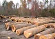 Tulip Poplar Saw Log 2