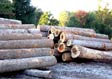 Tulip Poplar Saw Log 3