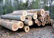Tulip Poplar Saw Log 4