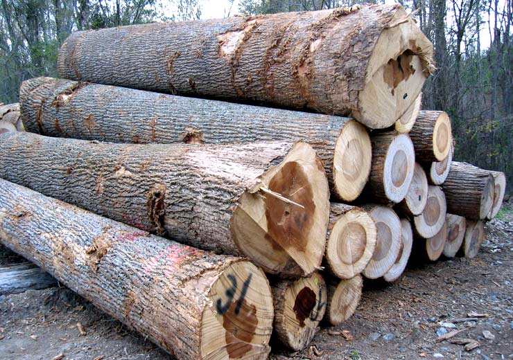 Tulip Poplar Saw Log 5