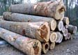 Tulip Poplar Saw Log 5