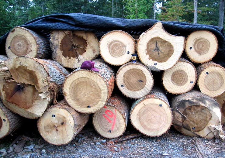 Tulip Poplar Saw Log 6