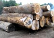 Tulip Poplar Saw Log 7