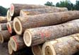 Tulip Poplar Saw Log 8