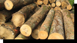 White Ash Saw Logs