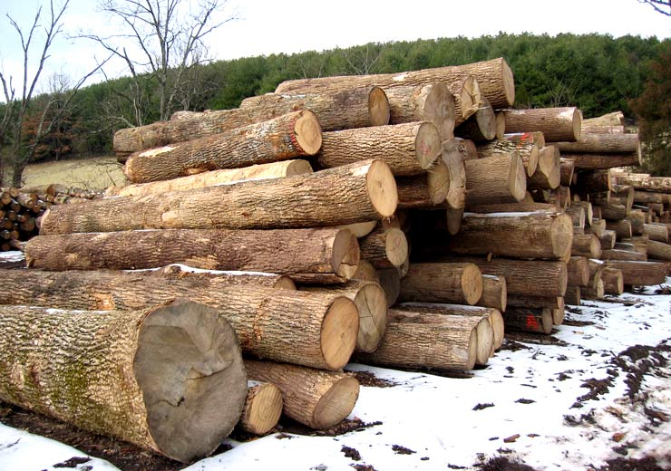 White Ash Saw Log 1