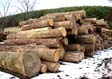 White Ash Saw Log 1