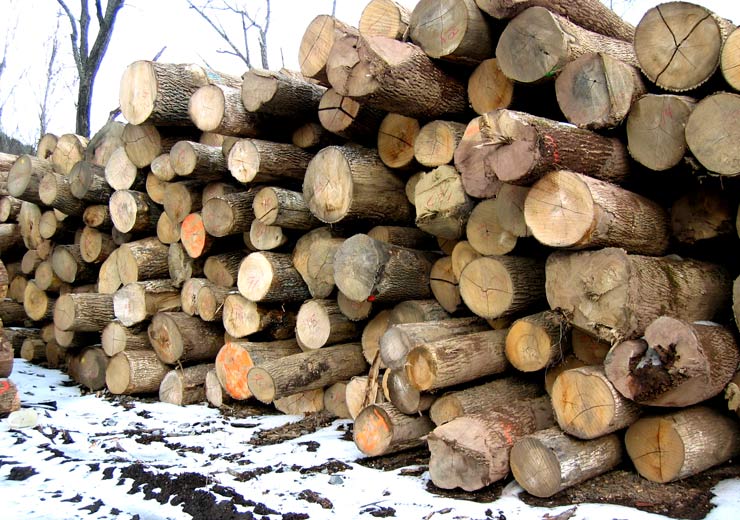 White Ash Saw Log 2