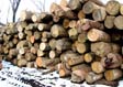 White Ash Saw Log 2