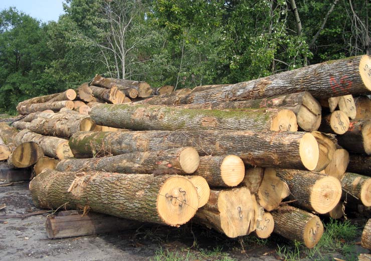 White Ash Saw Log 3