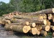 White Ash Saw Log 3