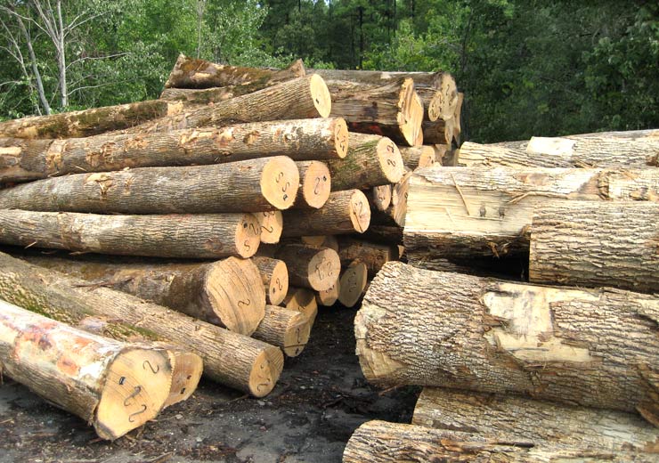 White Ash Saw Log 4