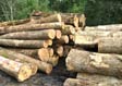 White Ash Saw Log 4