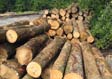 White Ash Saw Log 5