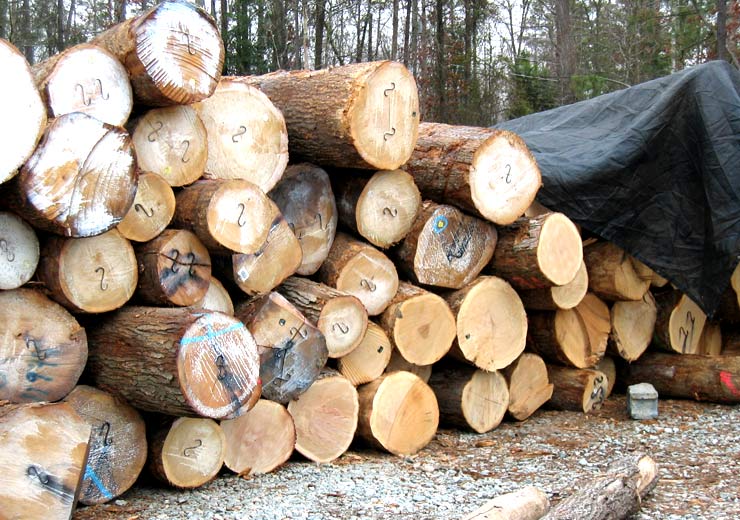 White Oak Saw Log 10