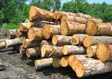 White Oak Saw Log 11