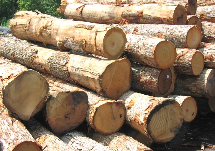 White Oak Saw Log 12