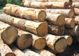 White Oak Saw Log 12