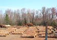 White Oak Saw Log 1