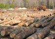 White Oak Saw Log 2