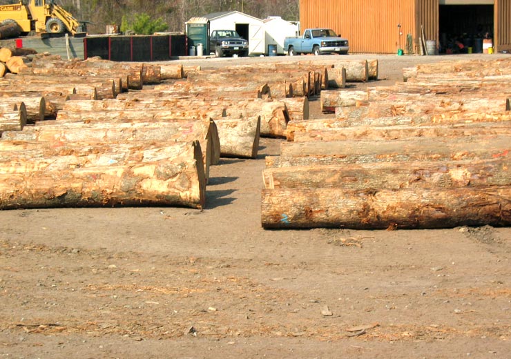 White Oak Saw Log 3