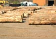 White Oak Saw Log 3