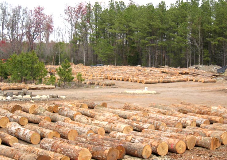 White Oak Saw Log 4