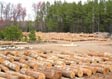 White Oak Saw Log 4