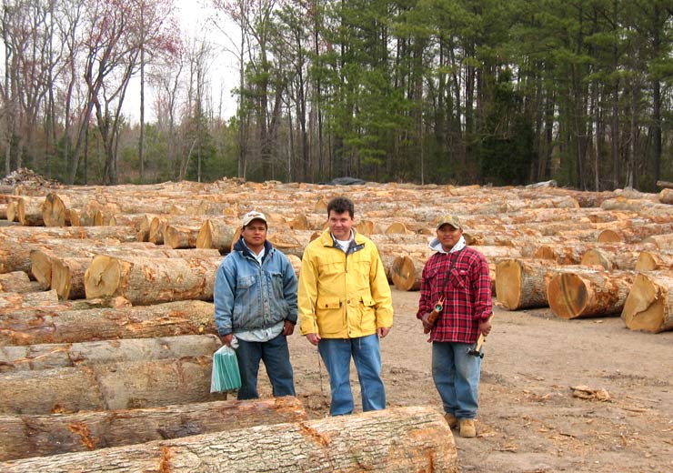 White Oak Saw Log 5