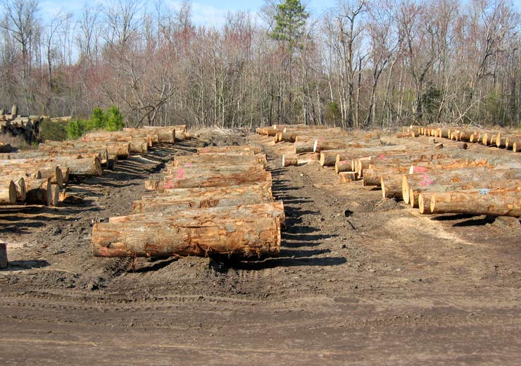 White Oak Saw Log 6